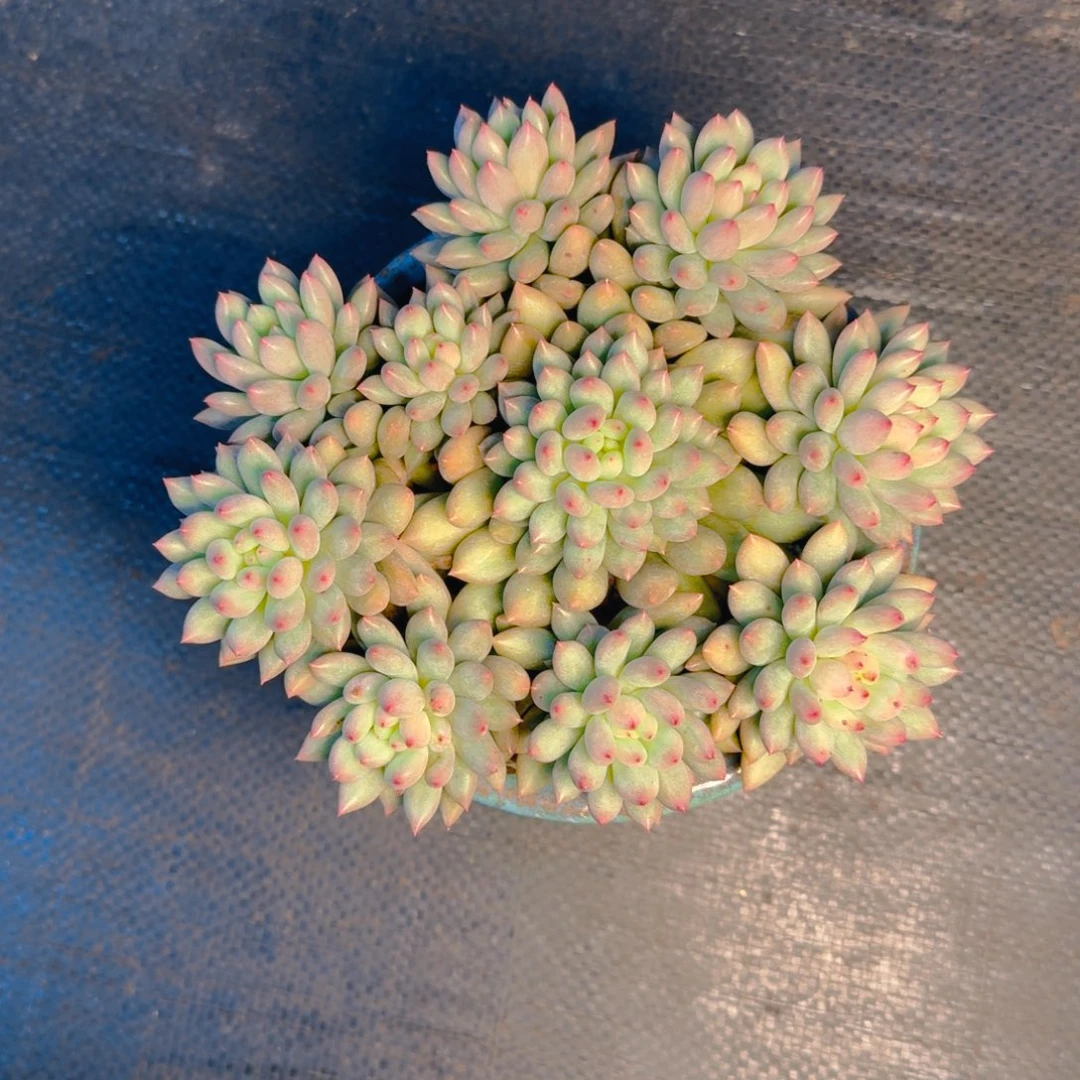 极***玉冰玉寄养多肉1111111111