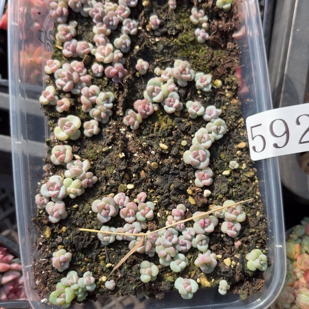 多肉植物多肉植物592