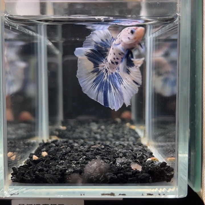 斗鱼竞拍跑单拉黑8日101