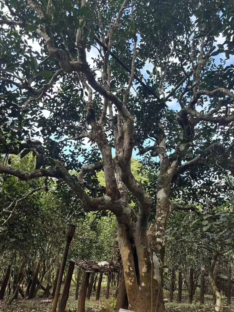 2025年景迈哎冷山【公主坟】单株头春古树春茶