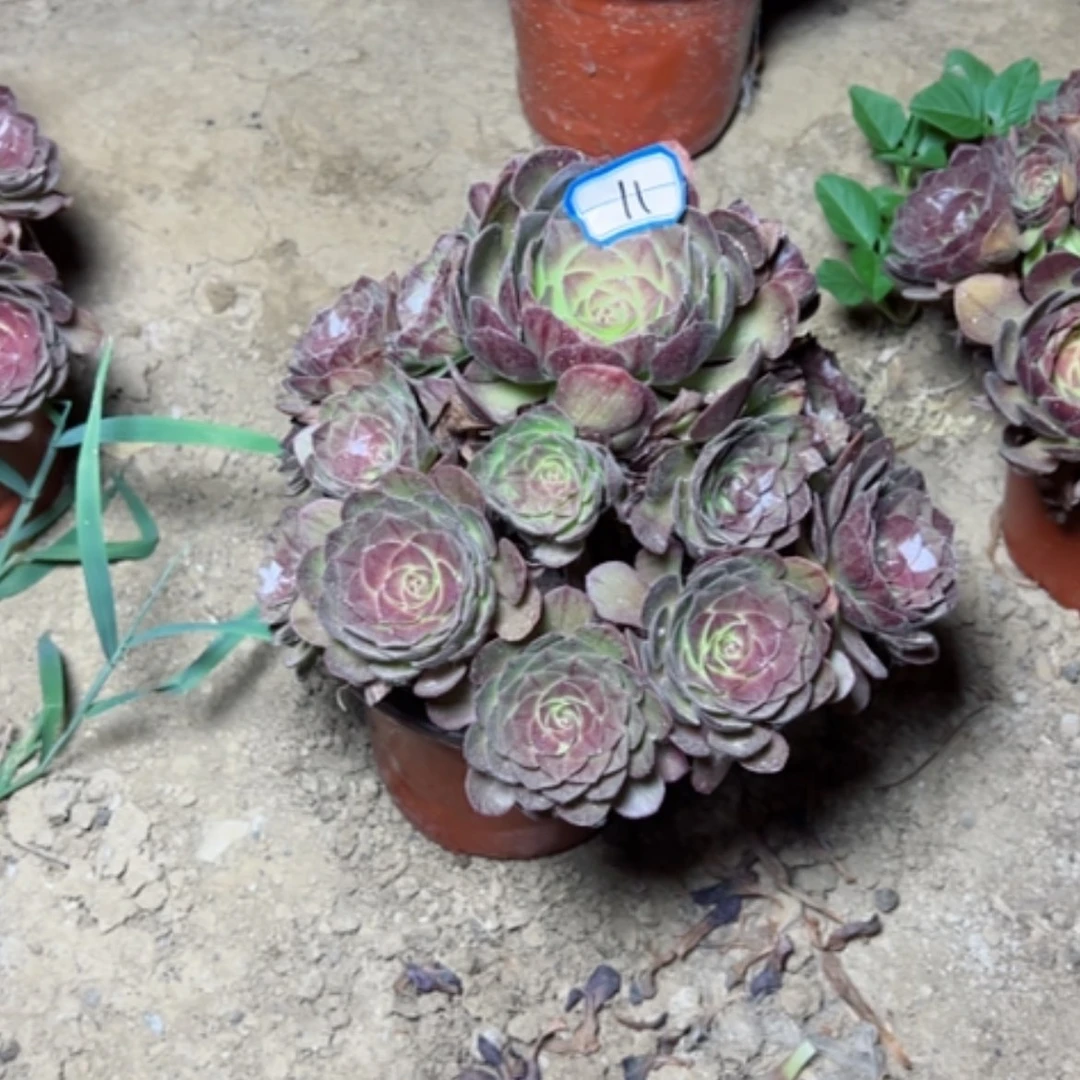 【闪购商品】多肉植物黑魔11