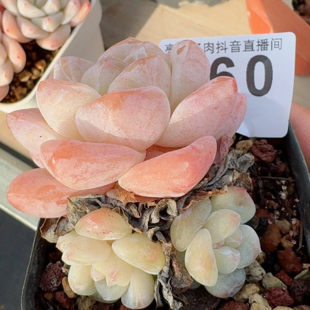 福利冰玉         精品多肉