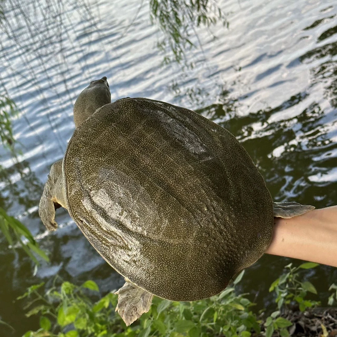 首播福利外塘甲鱼1斤每只到手3只共3斤煲汤有营养