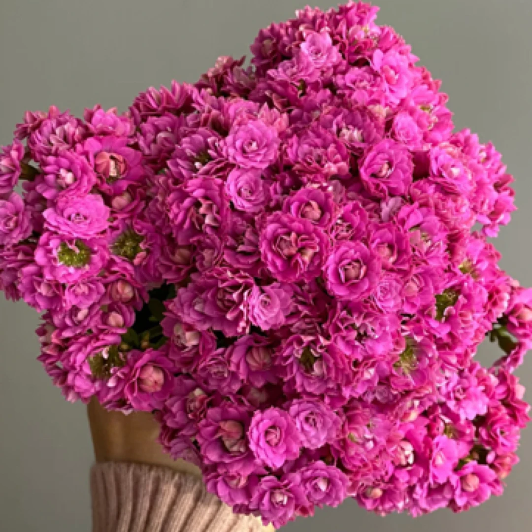 昊景 130大盆嘉宝长寿花