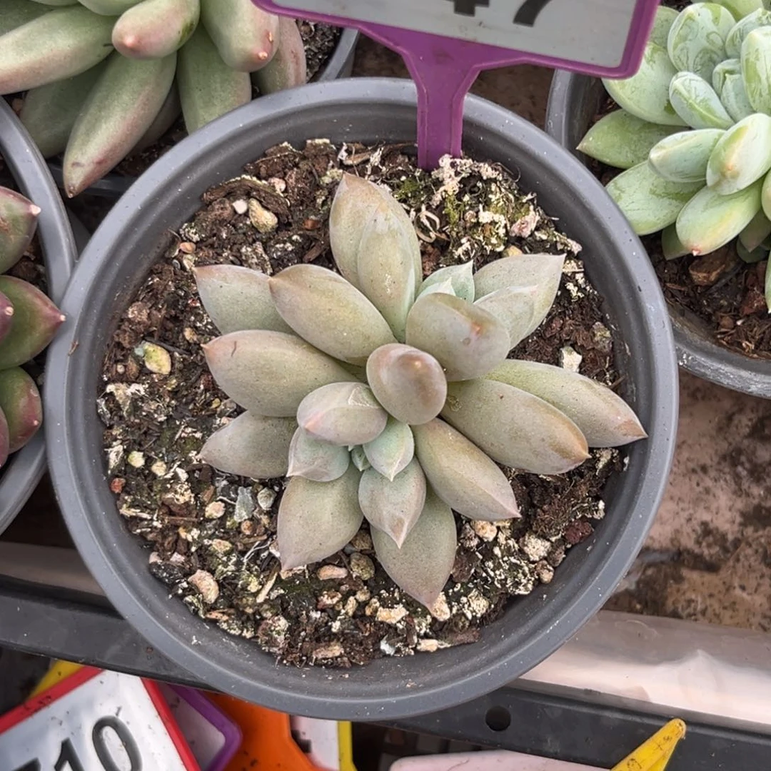 多肉植物海豚体哥特847