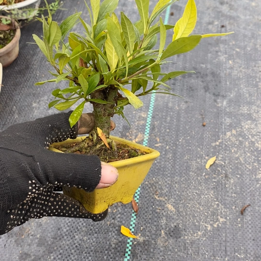 用***7无花朵盆景小盆景28