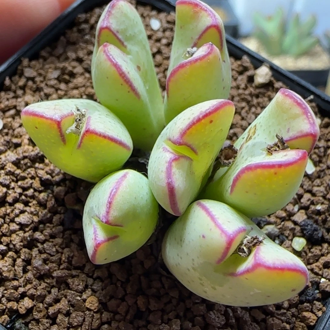 1.26多肉嘟嘟嘴一颗75号