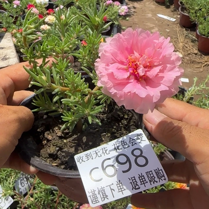 全部花朵C698超小苗盆口10cm