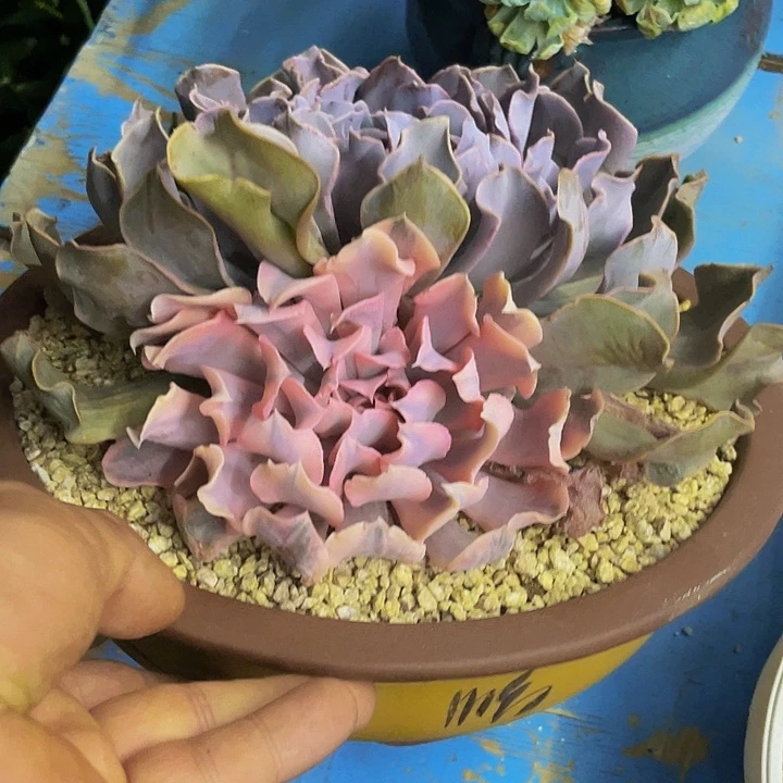 利比里亚锦哦哦哦哦哦哦