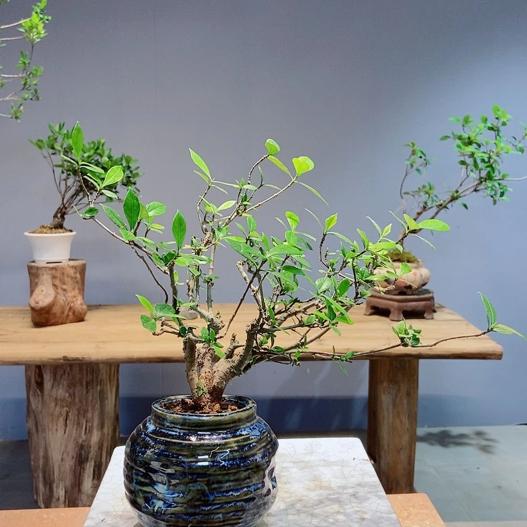 无花朵鼎****录感谢您的支持与信任