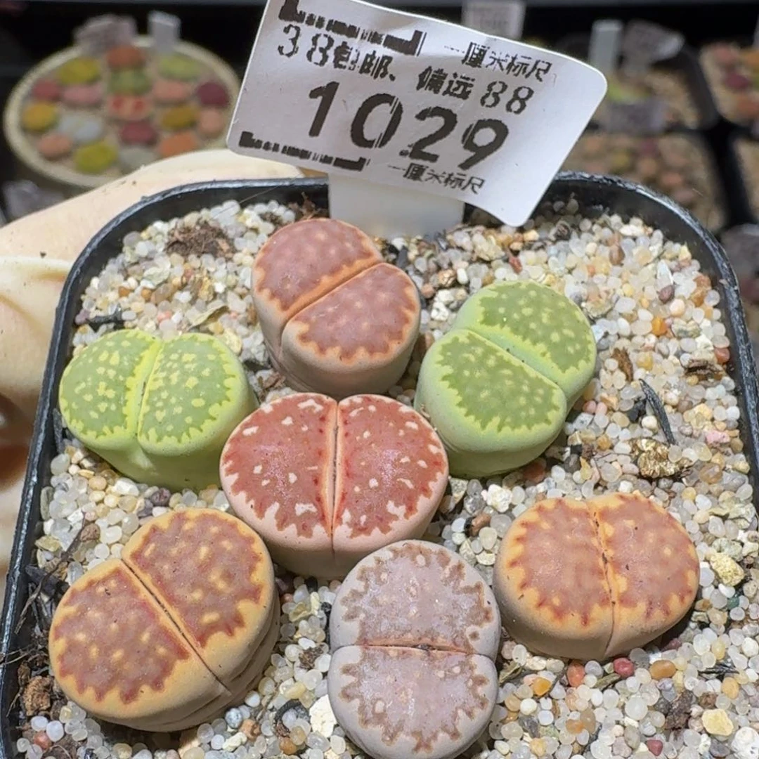 Ssss精品生石花1029