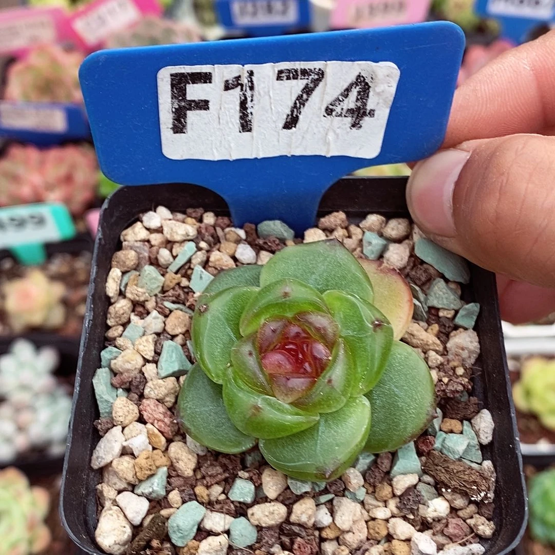 幽灵公主4-5cm多肉植物