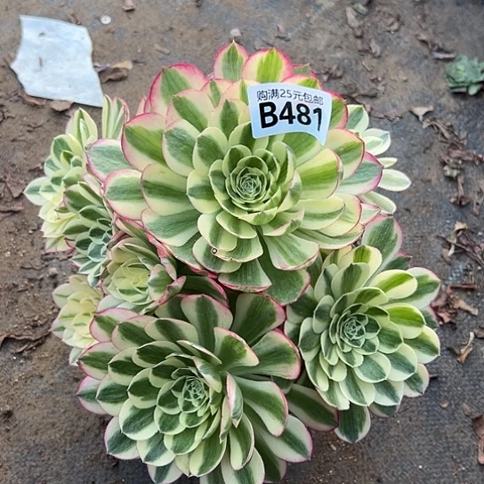 萍一颗多肉法师植物