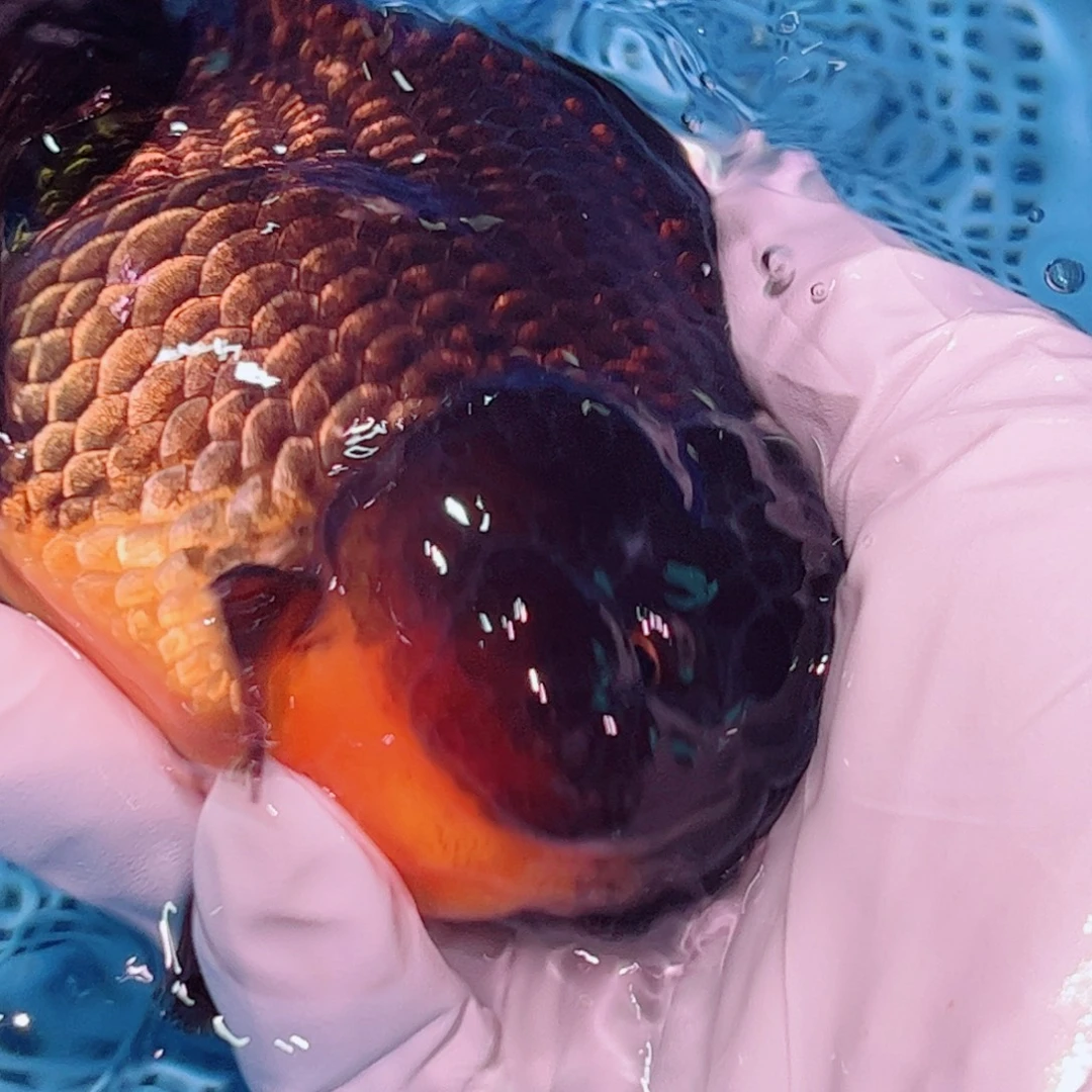 狮头鱼直播间一物一拍