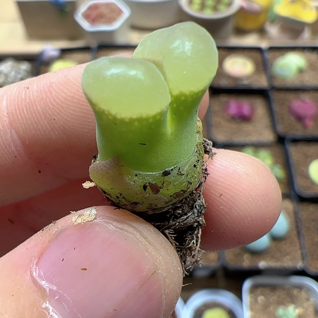 【闪购商品】230 风铃