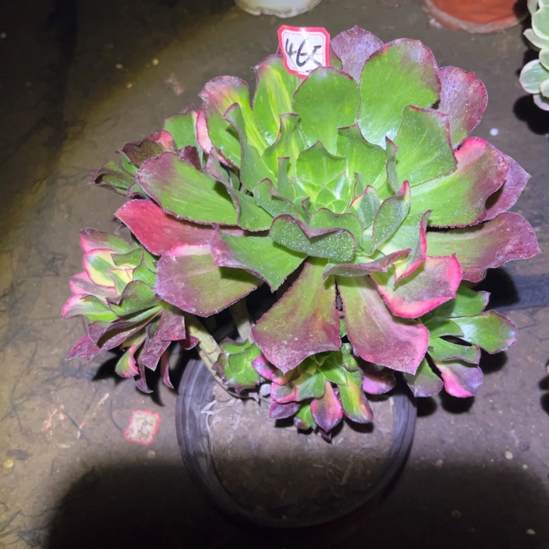 465多肉植物魅影七彩