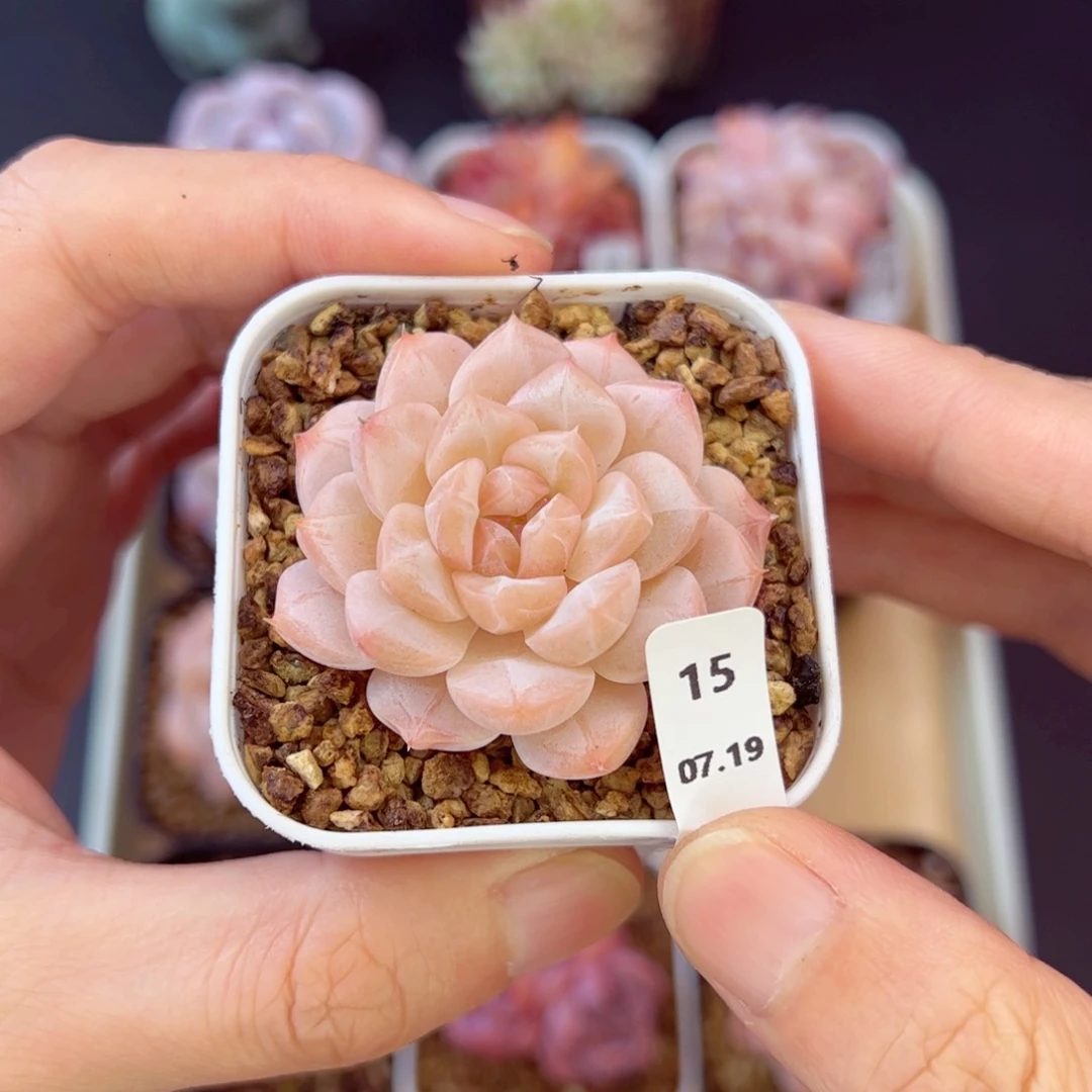 谷雨15、哈哈哈哈哈