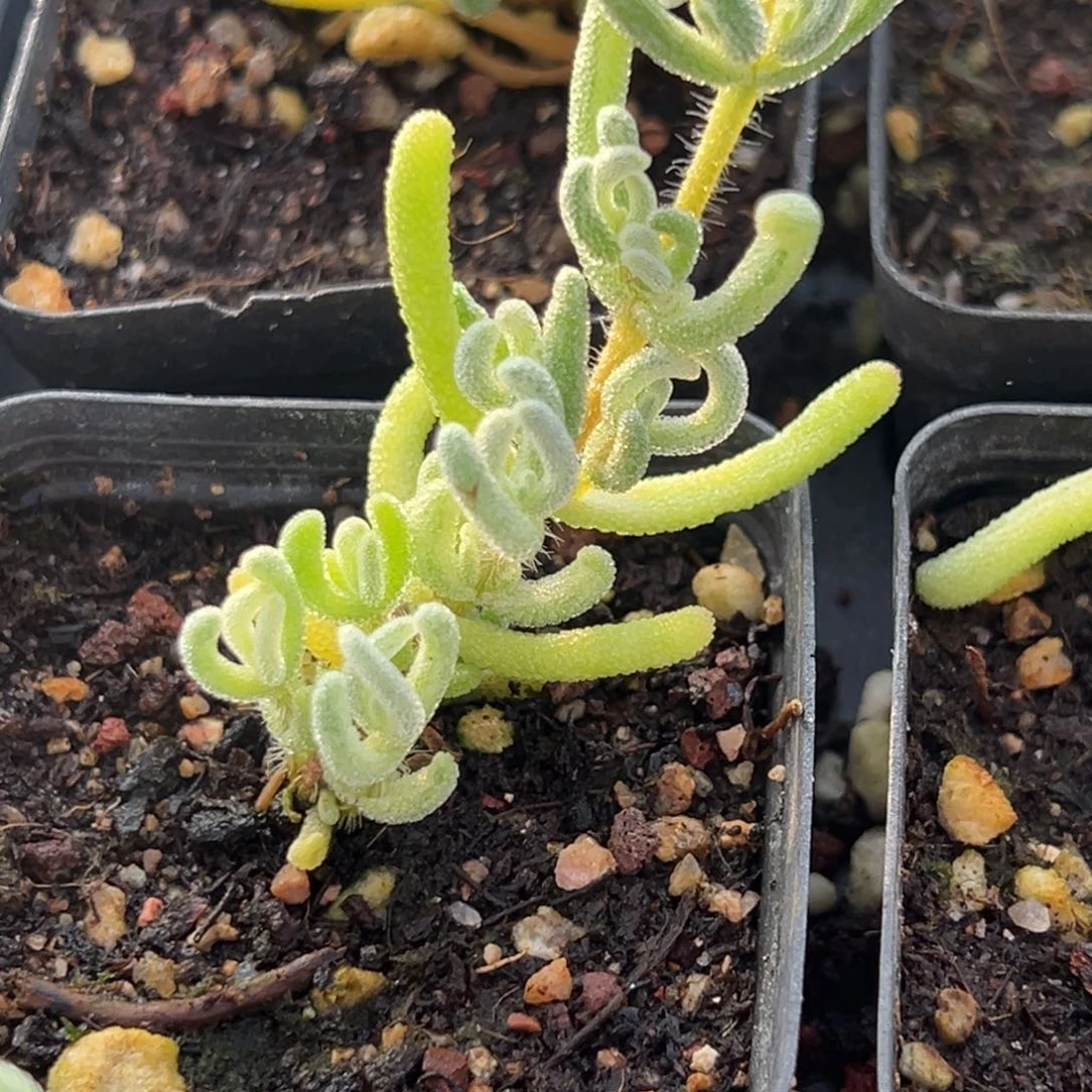 陈叶锦小55杯精品