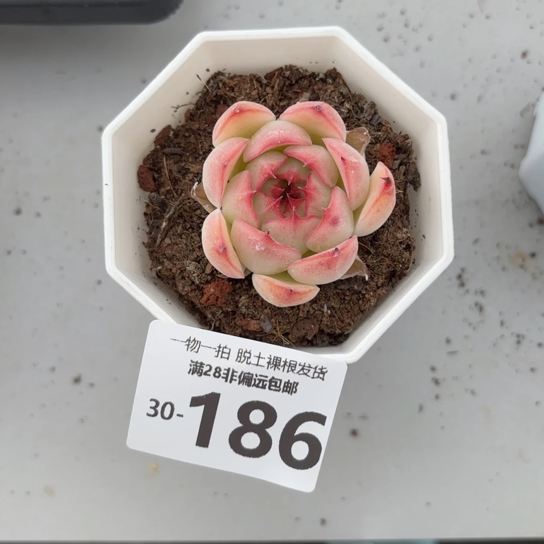 勾魂仙子单头多肉多肉多肉