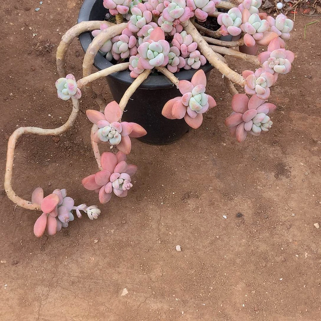 留*头老三多肉一物一拍家里226洛神