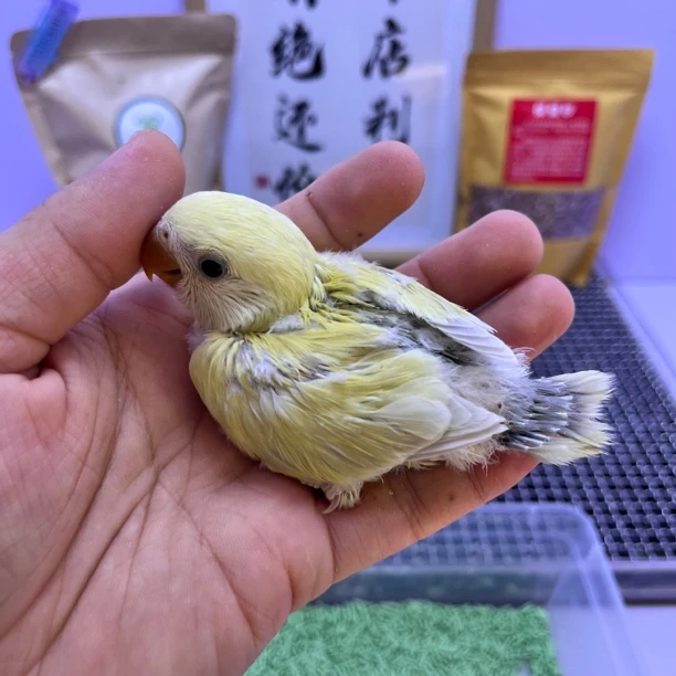 精品金顶白面澳桂母K98838-桃面鹦鹉