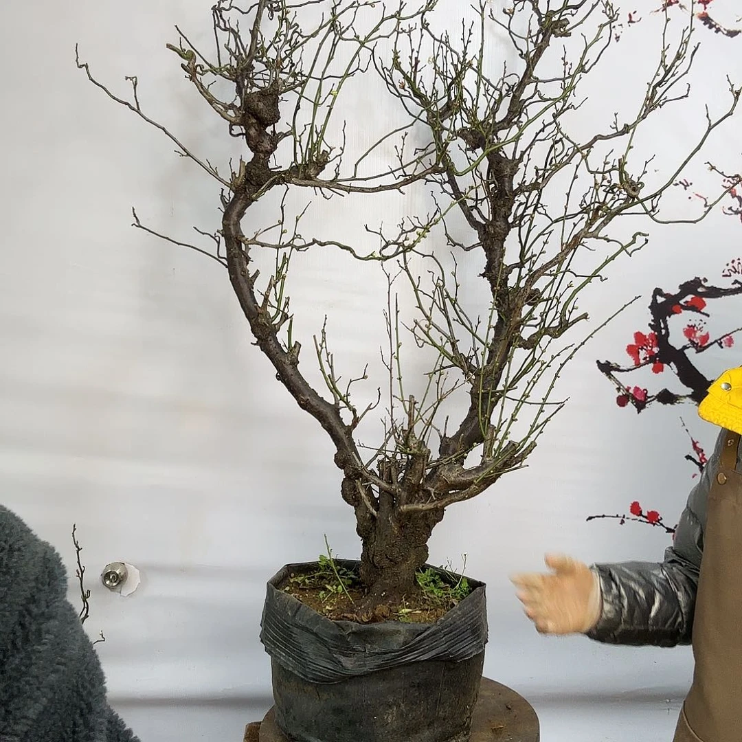 M***t完全开放梅花落在了我的心上