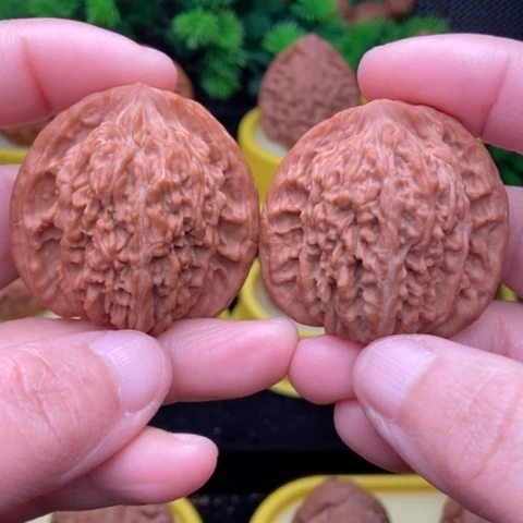 山地楼43全品1111111