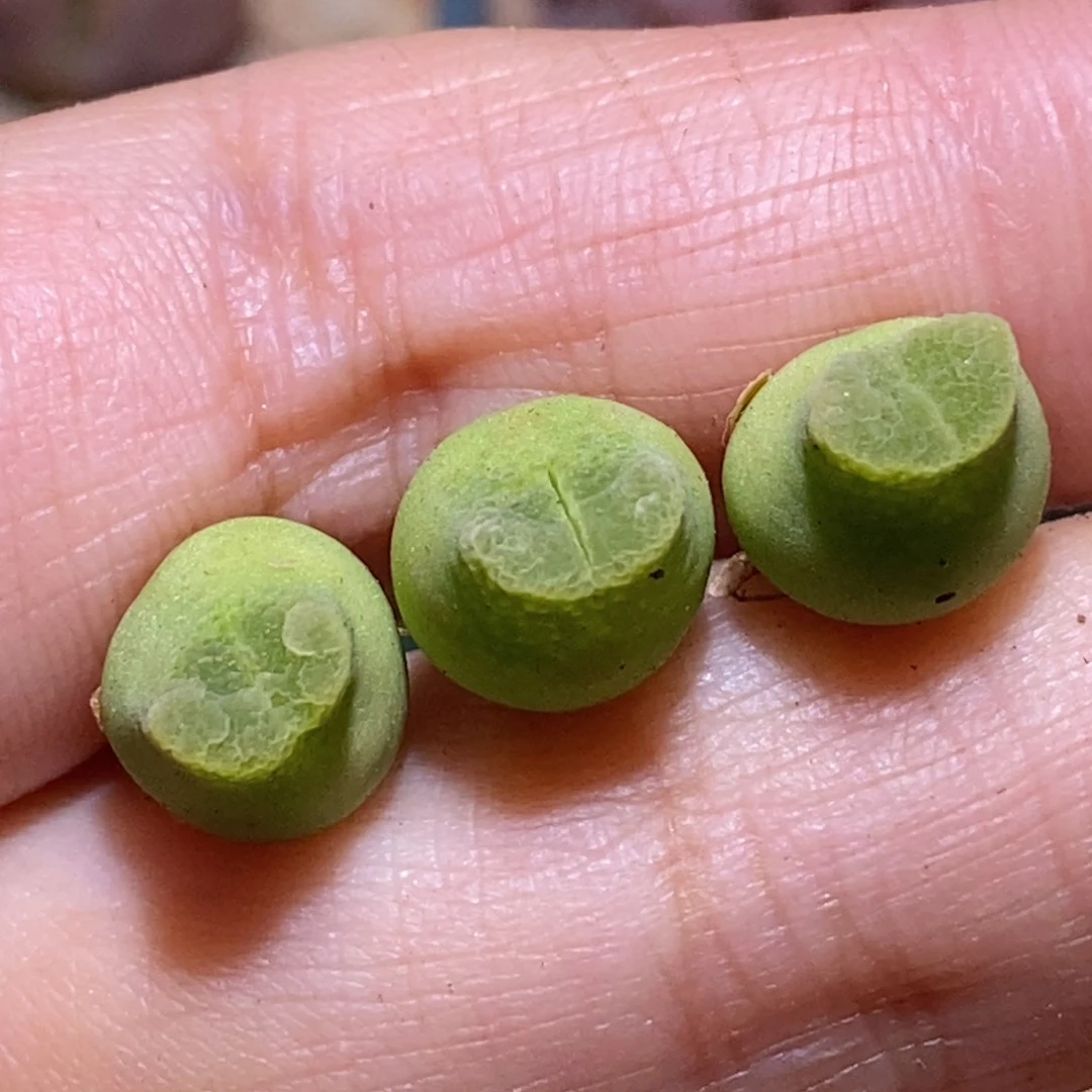 瑶*2940/三颗大肚子1416.4奶瓶