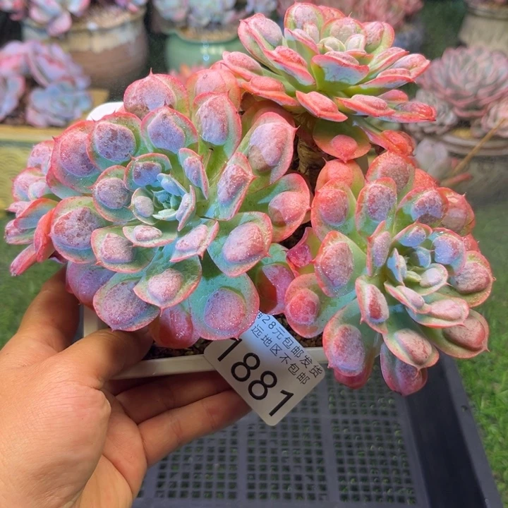 大1881（zvxbxhcbbhh