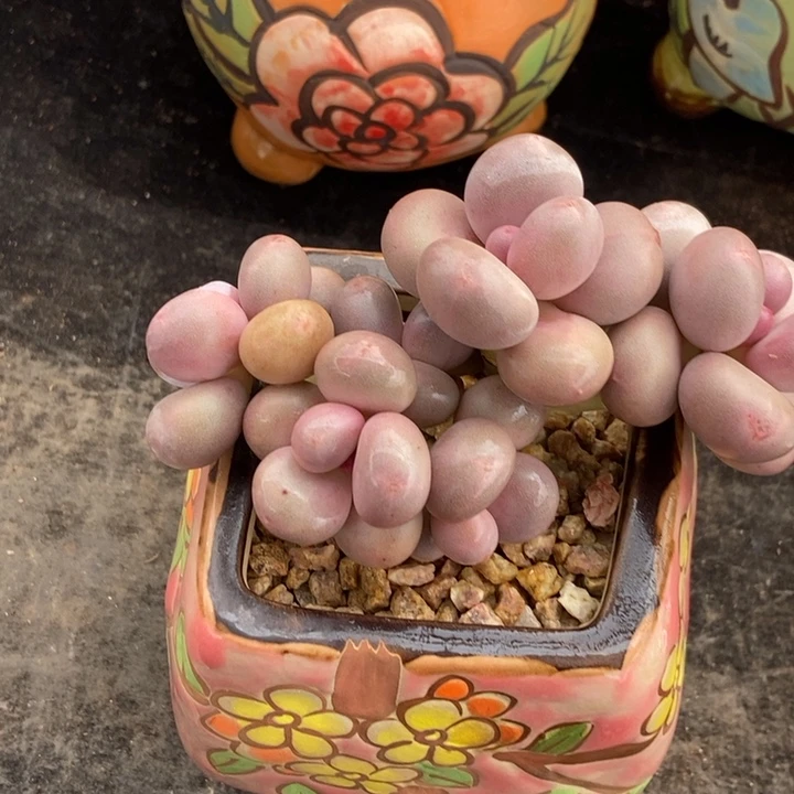 奶酪老桩奶酪多肉