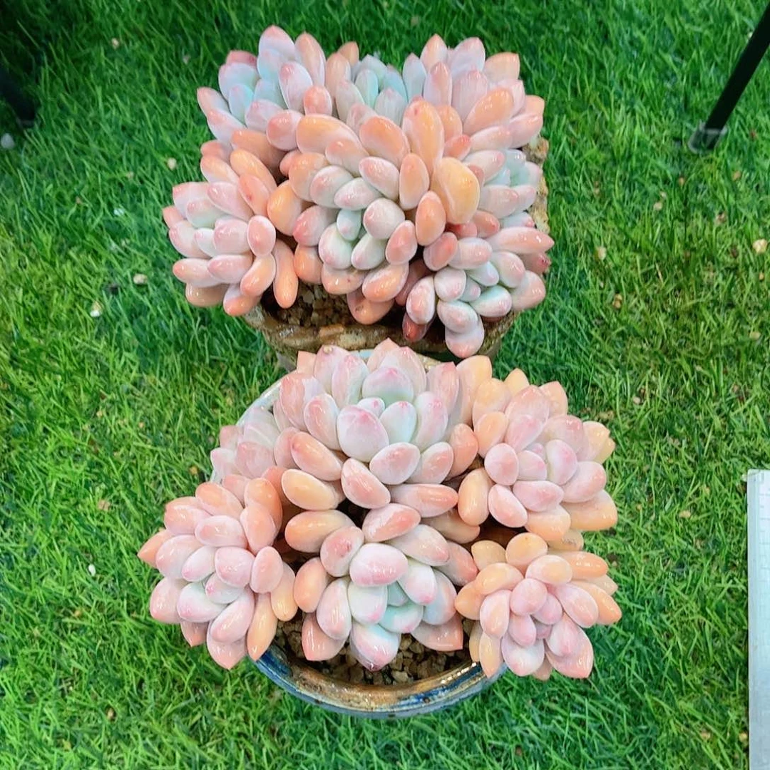 用****8韩版丸叶香水两颗多肉