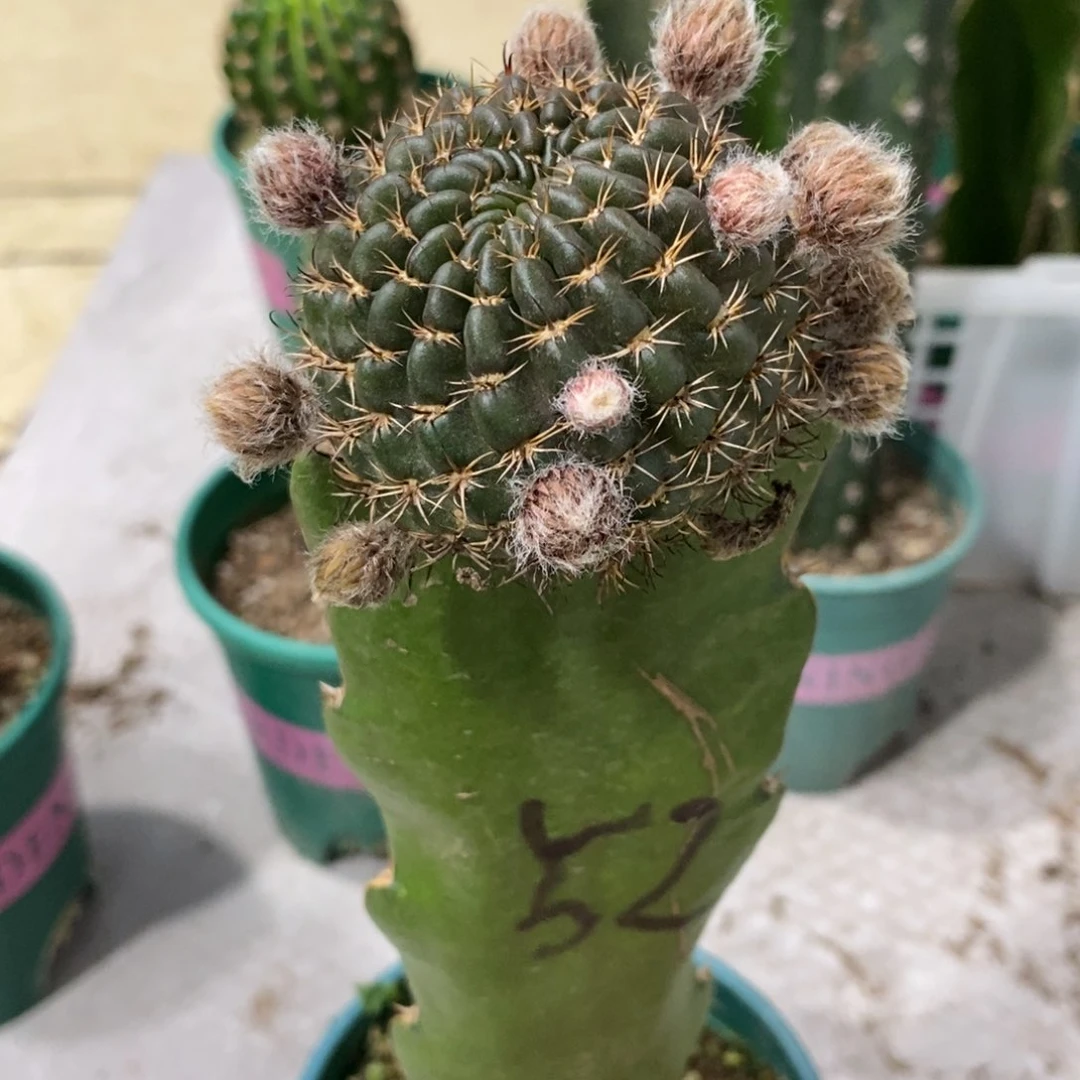 新品丽花L52母本带花苞