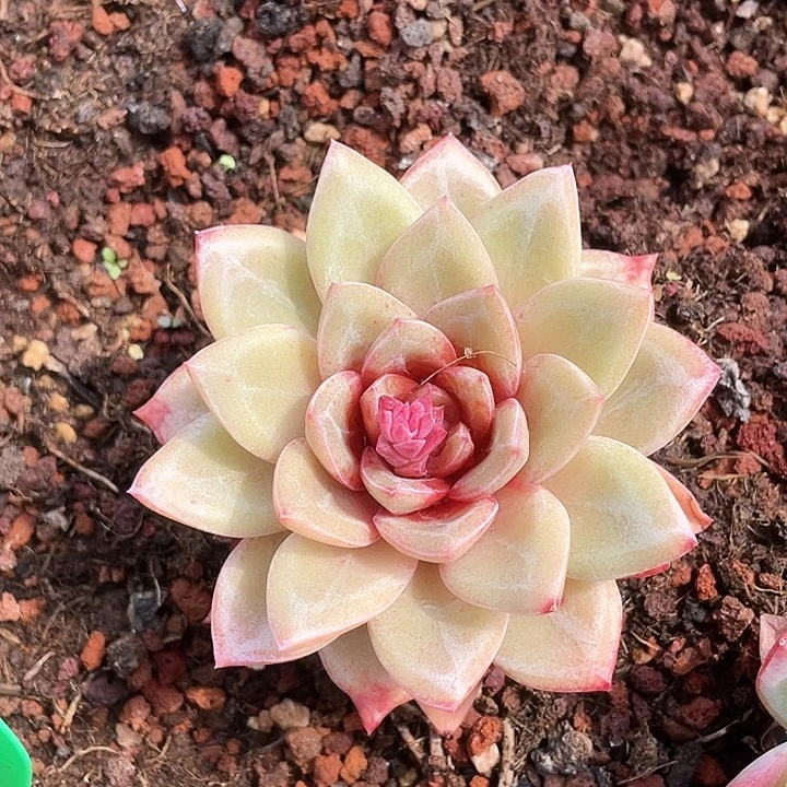 桃德国香槟一物一拍