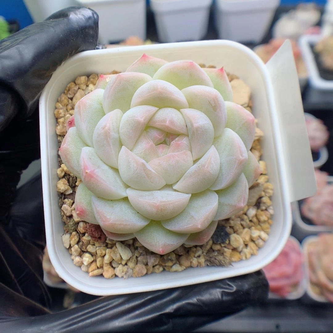 请****苏多肉植物。 糖心带盆土