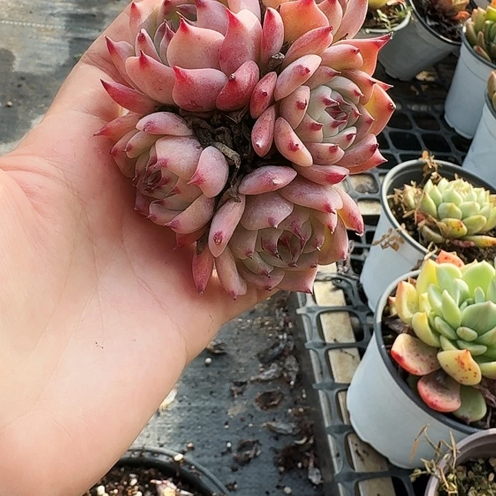 千**丝多肉植物一物一拍