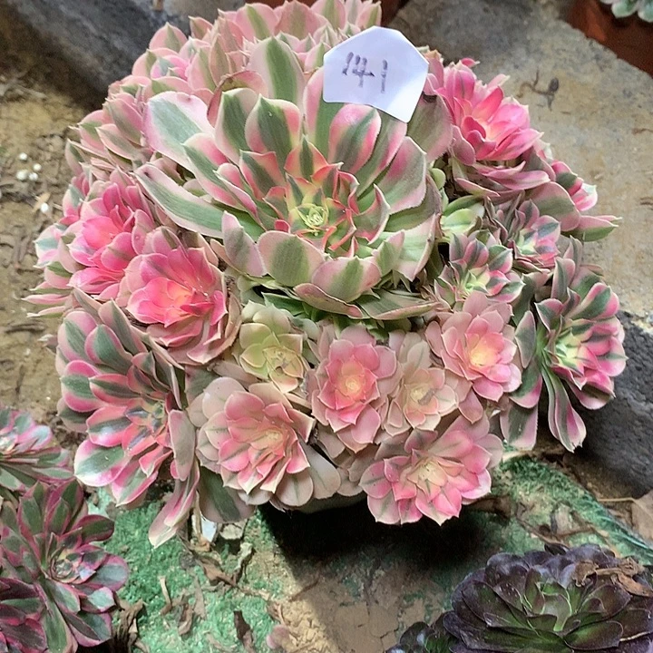 夏***风141多肉植物一物一拍