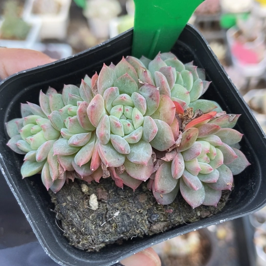 827干冰多肉植物多肉