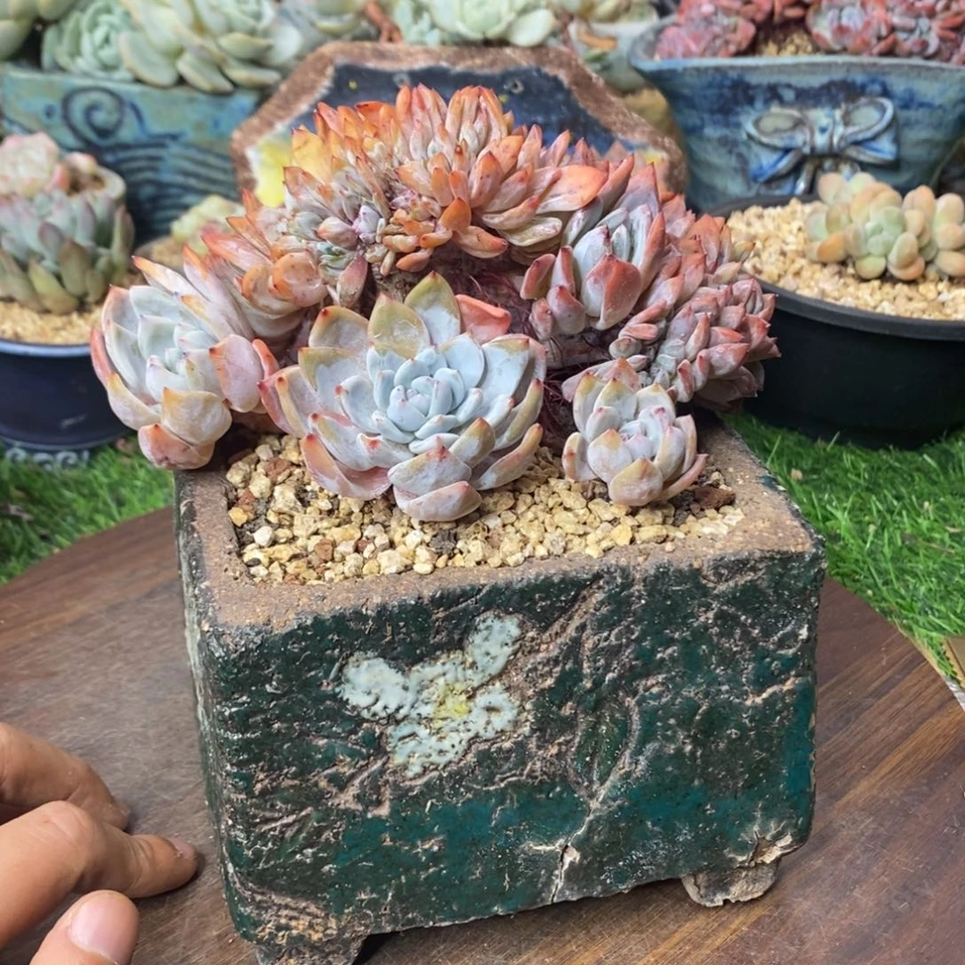 橙梦露实生缀化可以朵朵