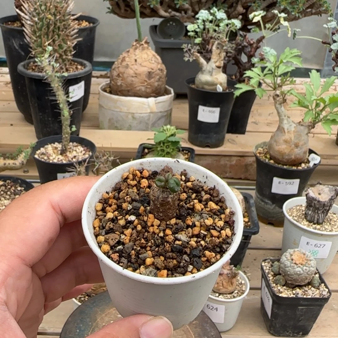 535欧宝奇峰锦块根植物
