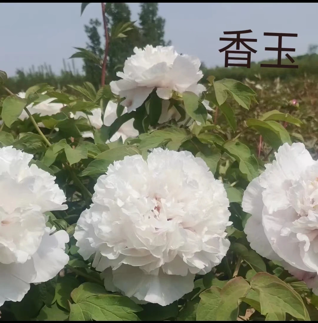 （香玉）现发肥料 秋季发苗