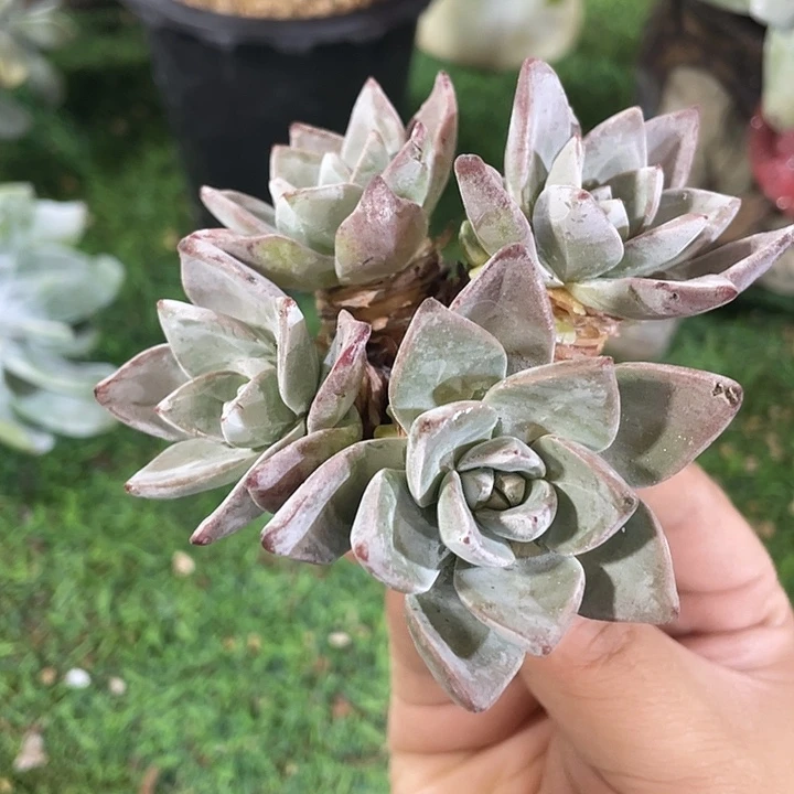 厚叶花朵苹果叶群生