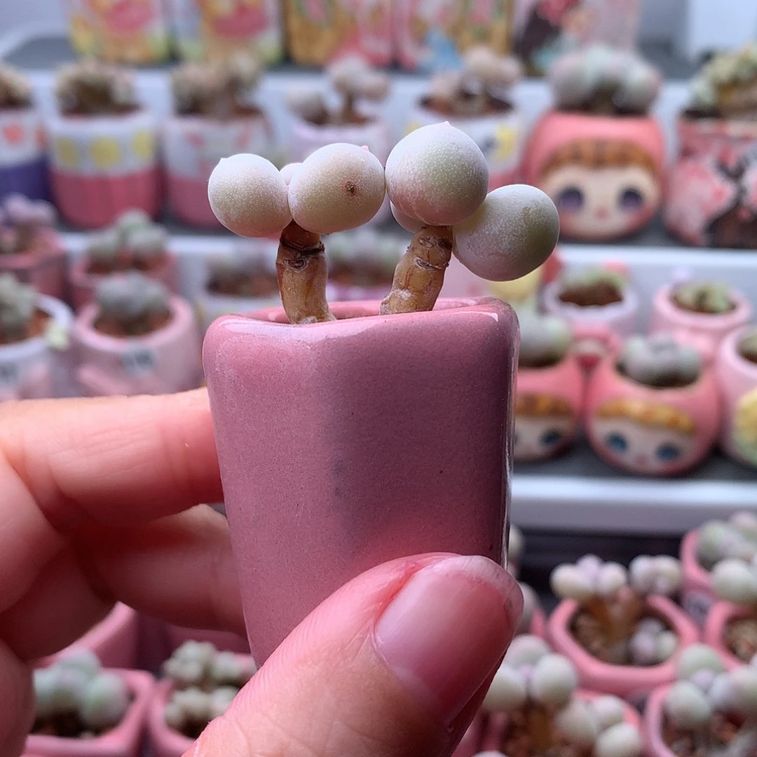 鸡蛋奶酪带盆发货