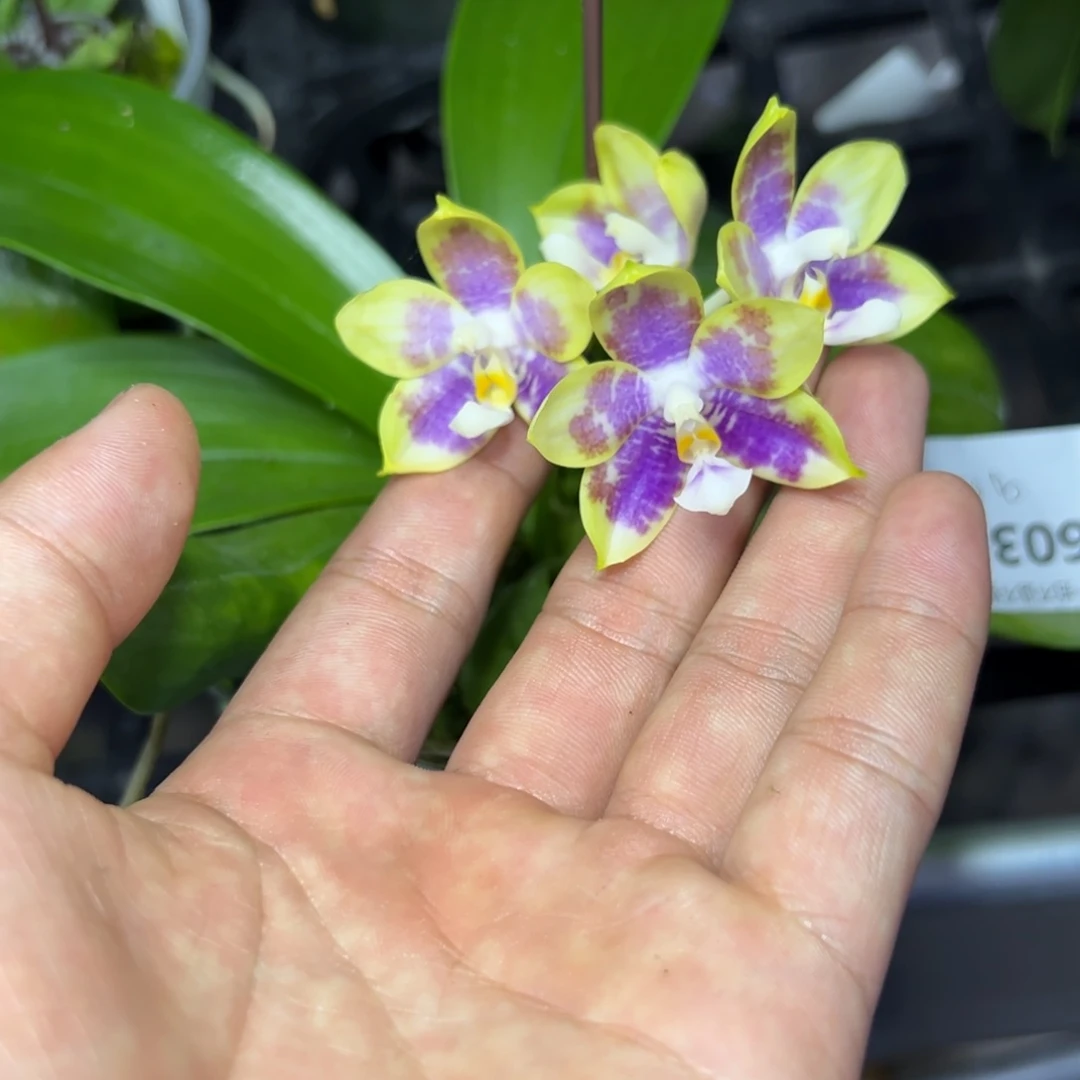 完全开放l6030瑕疵三寸ys1233