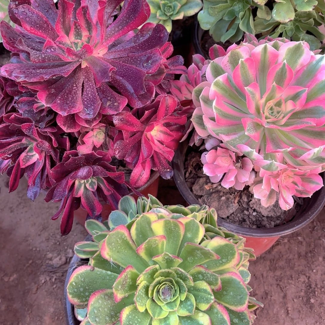 美杜莎手捧，七彩女巫多头，奶白19.8