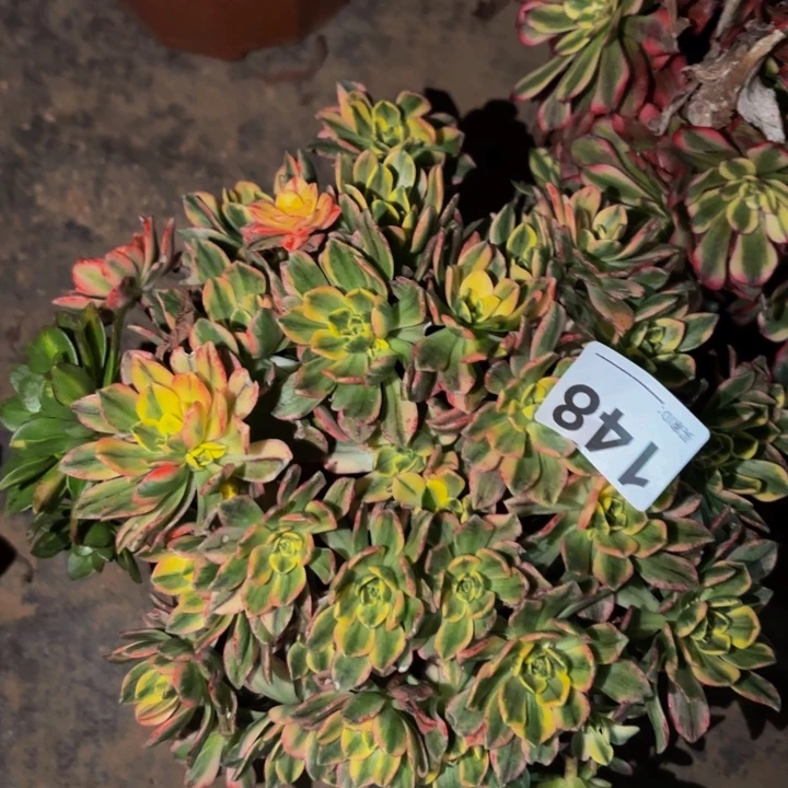 148甜茶多肉植物不售后
