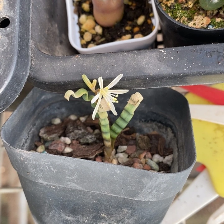 伯克利和格蕾纳等著名音乐