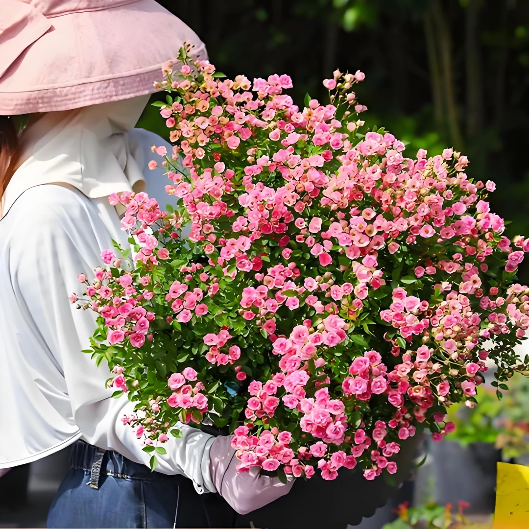 超威 微型月季迷你花朵花量大群体开花月季玫瑰花苗多头四季