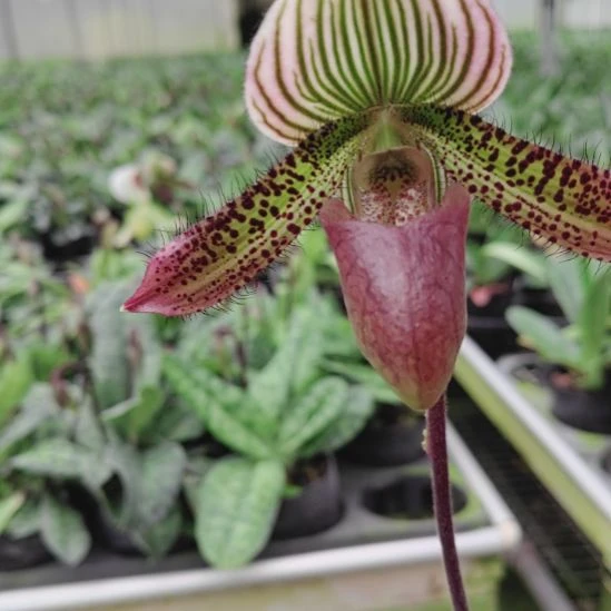 全部花朵魔音兜兰1花剑