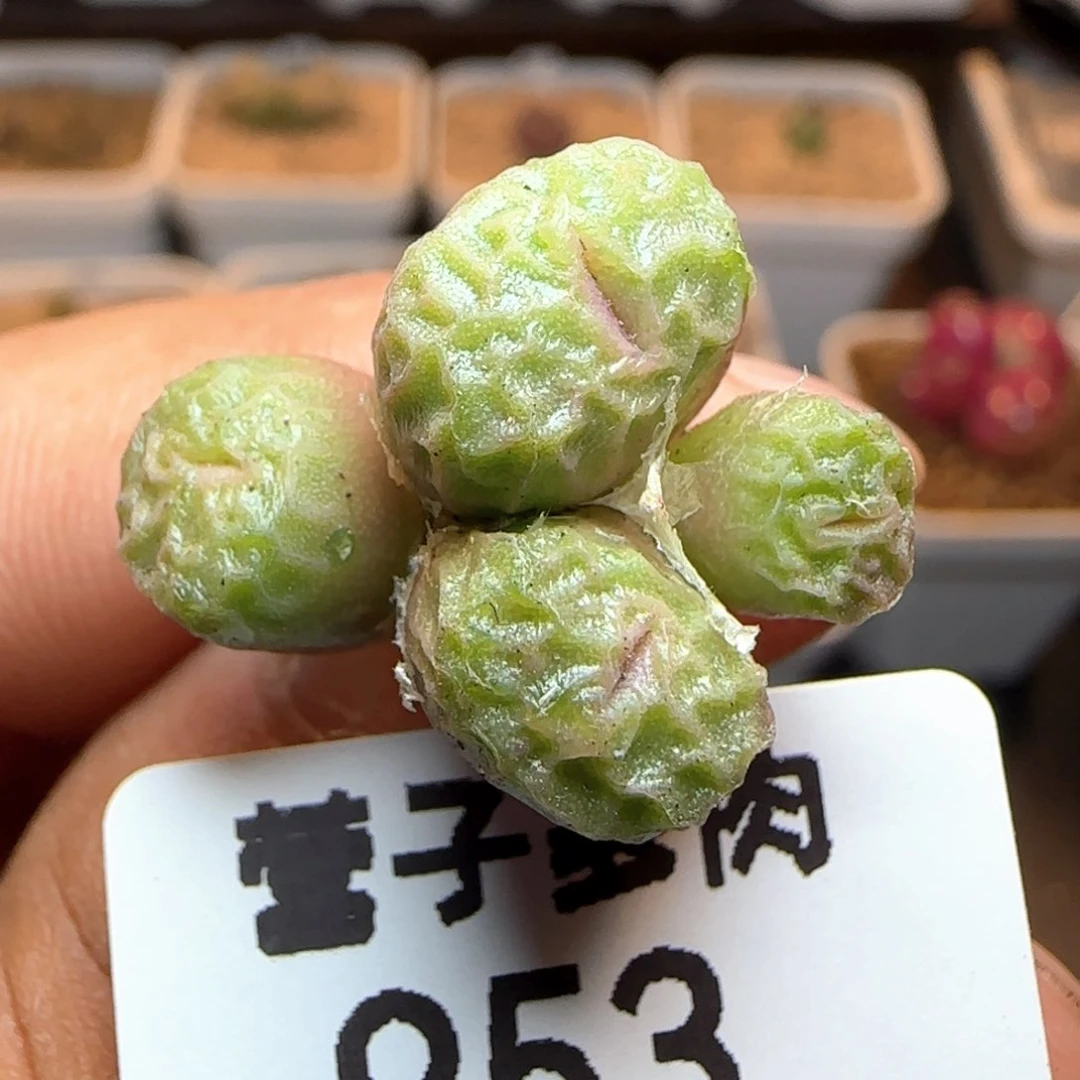 方烧4头1410.657。