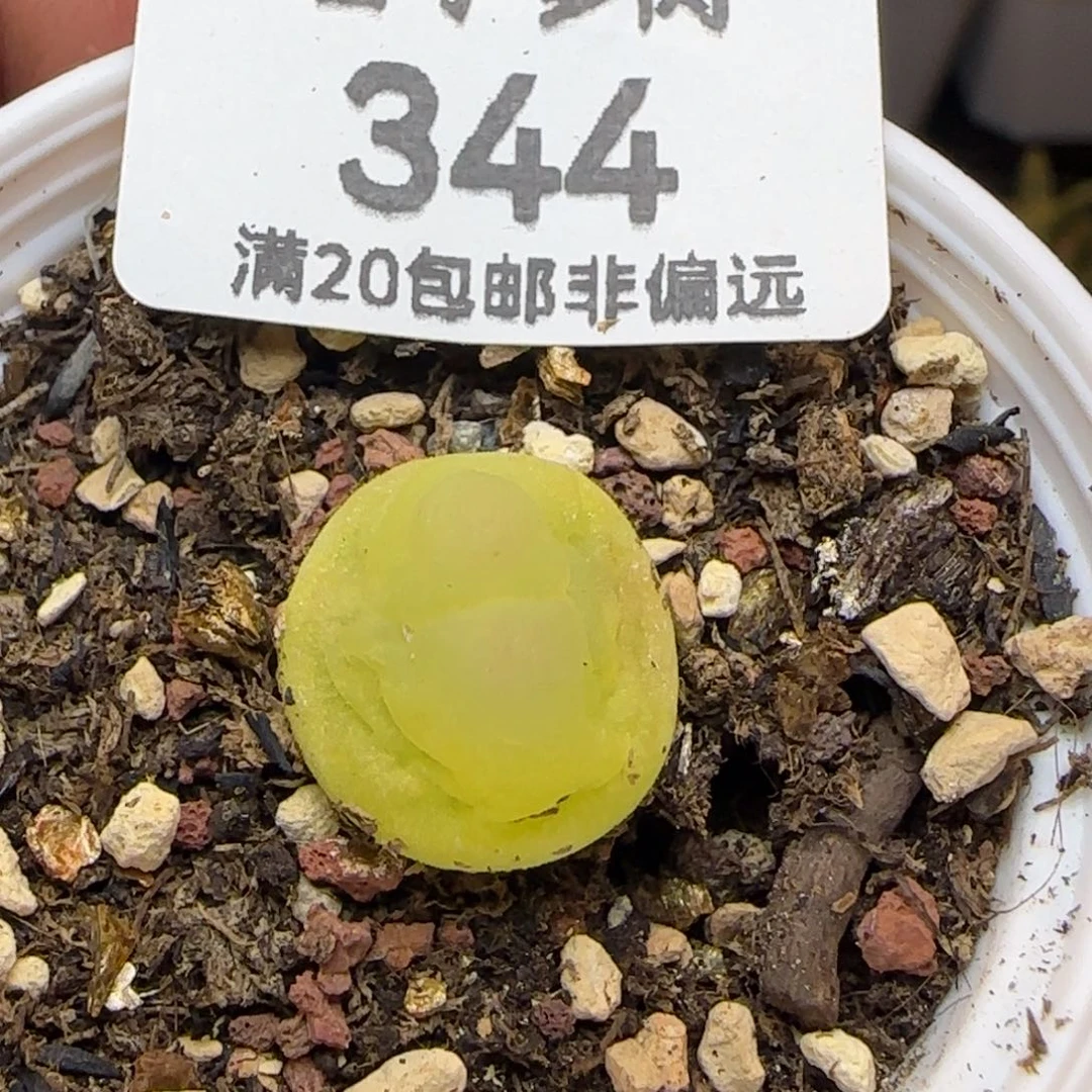 拉登1.5带盆土发货。